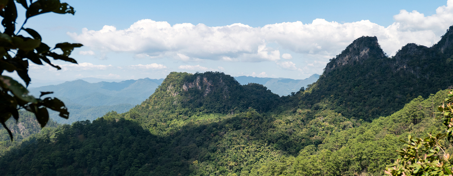 Proyecto Compensación de Emisiones Cordillera Azul 