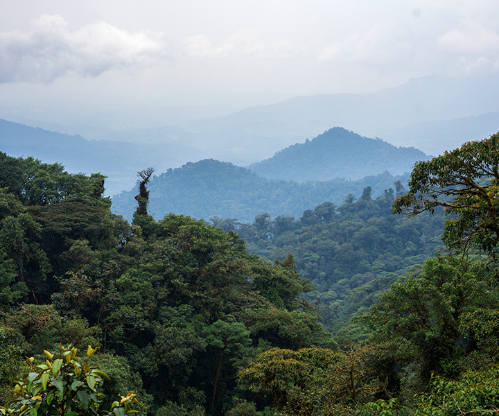 Contribuimos con Parque Nacional Cordillera Azul 